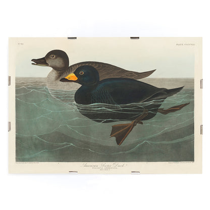 American Scoter ducks swimming in water artwork by John James Audubon Birds of America poster, framed and displayed in modern living room decor