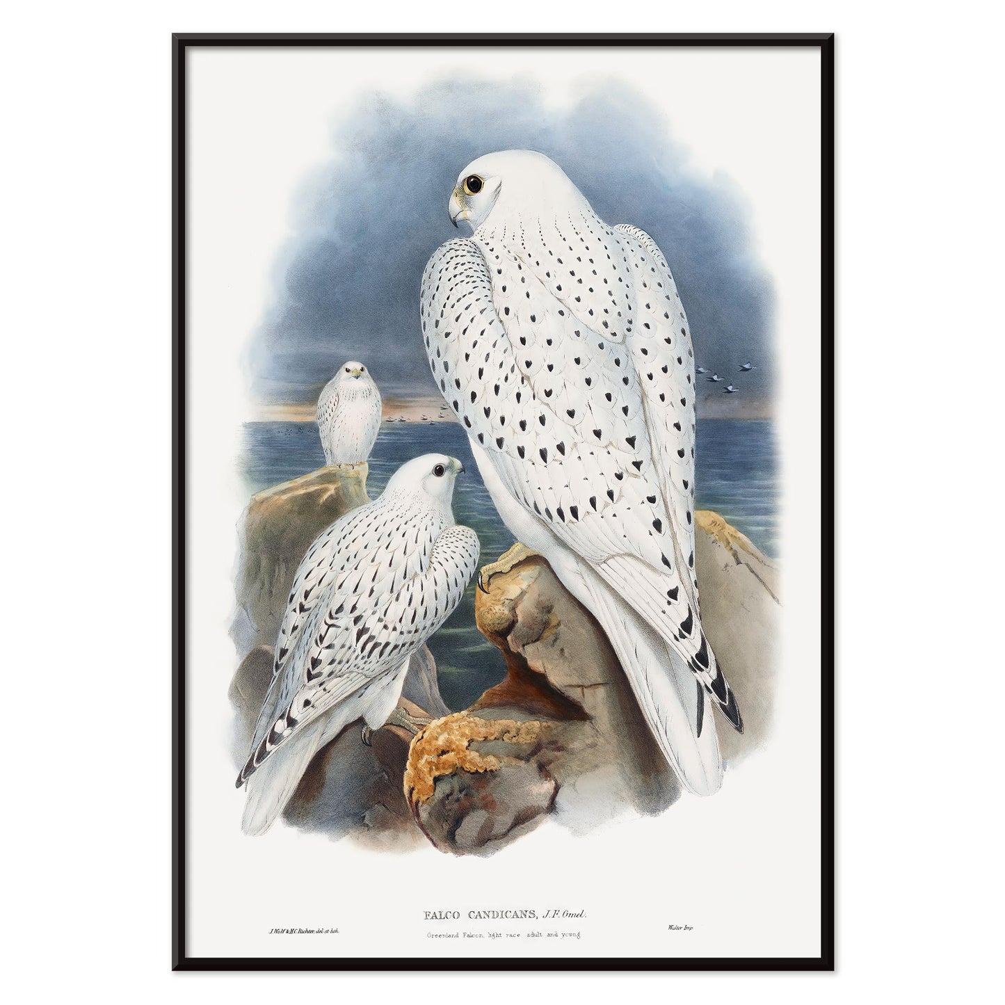 Greenland Falcon artwork by John Gould showing three white falcons perched on rocky cliffs by the sea with a cloudy sky, with black aluminium frame on white background