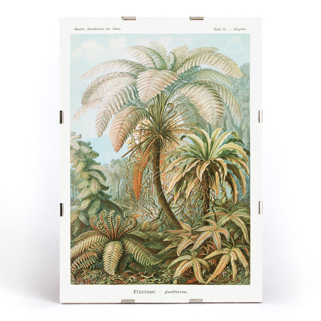 Detailed illustration and poster of ferns and lush foliage from Filicinae Laubfarne by Ernst Haeckel with botanical patterns, framed and displayed in modern living room decor