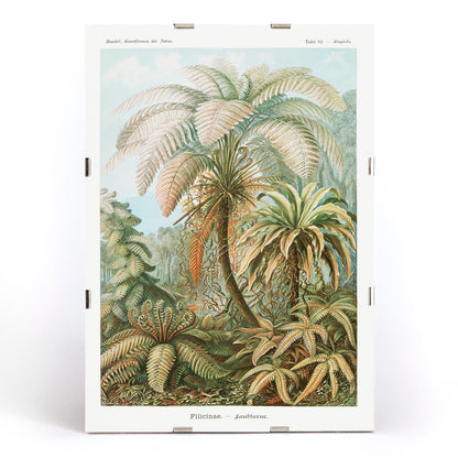 Detailed illustration and poster of ferns and lush foliage from Filicinae Laubfarne by Ernst Haeckel with botanical patterns, framed and displayed in modern living room decor