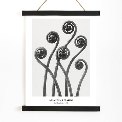 Close up and poster of young curled Adiantum pedatum American Maidenhair Fern fronds by Karl Blossfeldt from Urformen der Kunst artwork, with wooden magnetic frame on white background