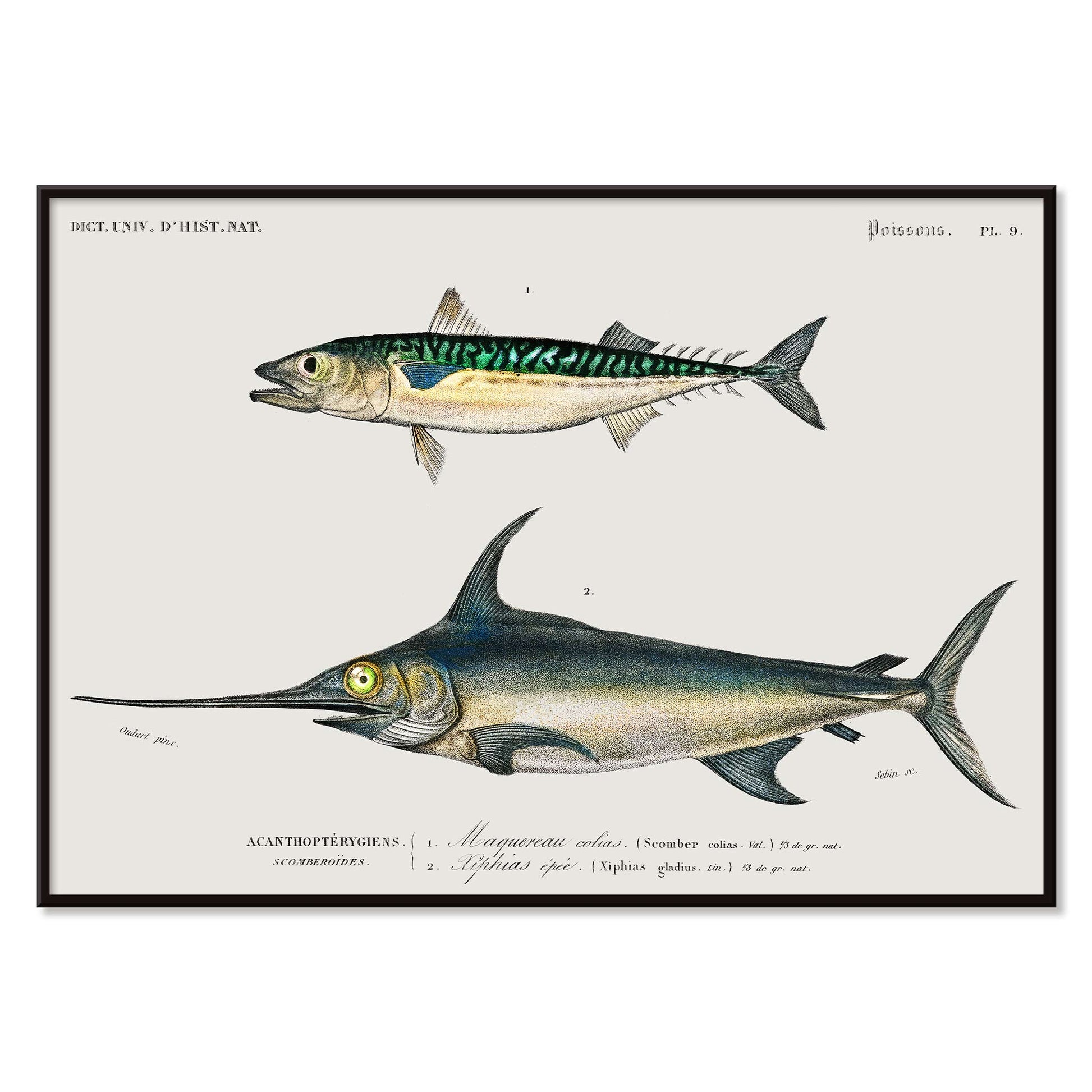 Illustration and poster of various fish species with scientific names from Different types of fishes by Charles Dessalines D Orbigny, with black aluminium frame on white background