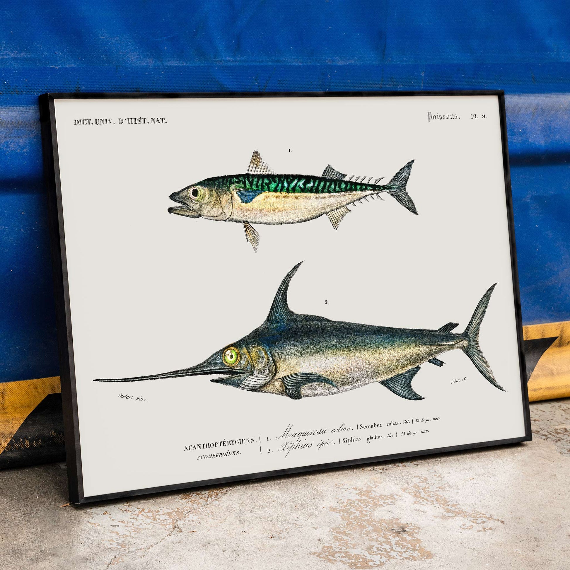 Illustration and poster of various fish species with scientific names from Different types of fishes by Charles Dessalines D Orbigny, framed and displayed in home decor