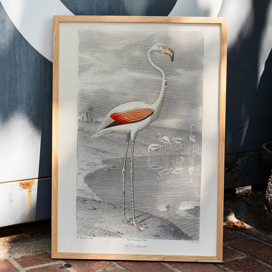 Le Flammant Flamingo by Edouard Travies white flamingo standing by water in natural habitat poster, framed and displayed in home decor