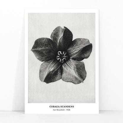Black and white close up photograph and poster of Cobea scandens Mexican Ivy flower calyx by Karl Blossfeldt Urformen der Kunst, framed and displayed in modern living room decor
