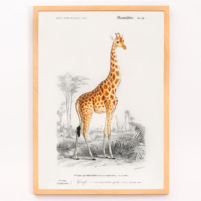 Closeup detail of Vintage wildlife illustration of Giraffe Giraffa camelopardalis by Charles Dessalines D Orbigny in natural landscape poster