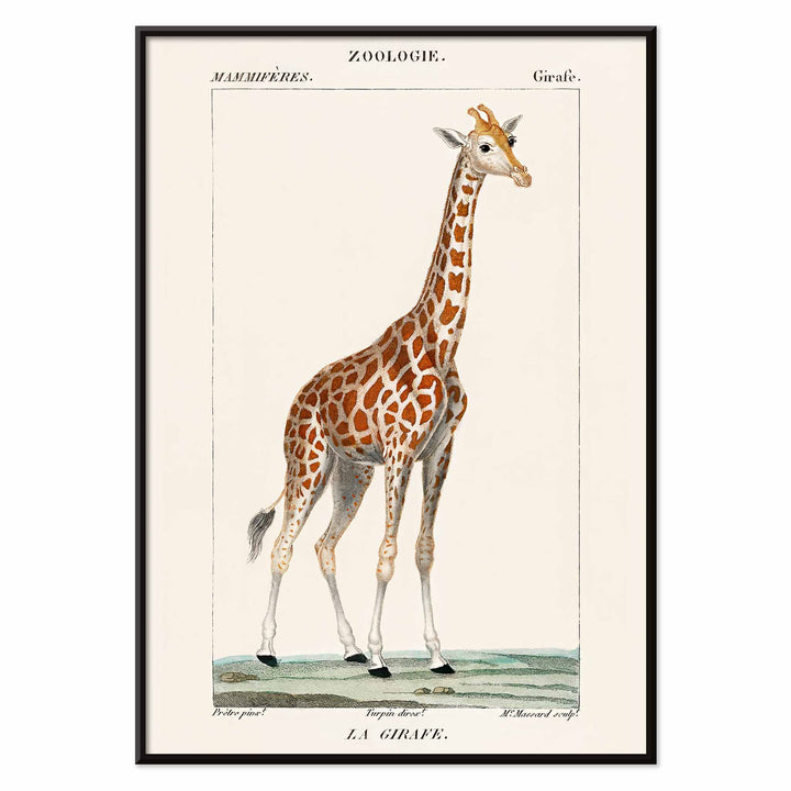 Vintage giraffe illustration by Pierre Jean Francois Turpin from Dictionnaire des Sciences Naturelles showing a giraffe standing on grass artwork La Girafe suitable for natural history decor, with black aluminium frame on white background