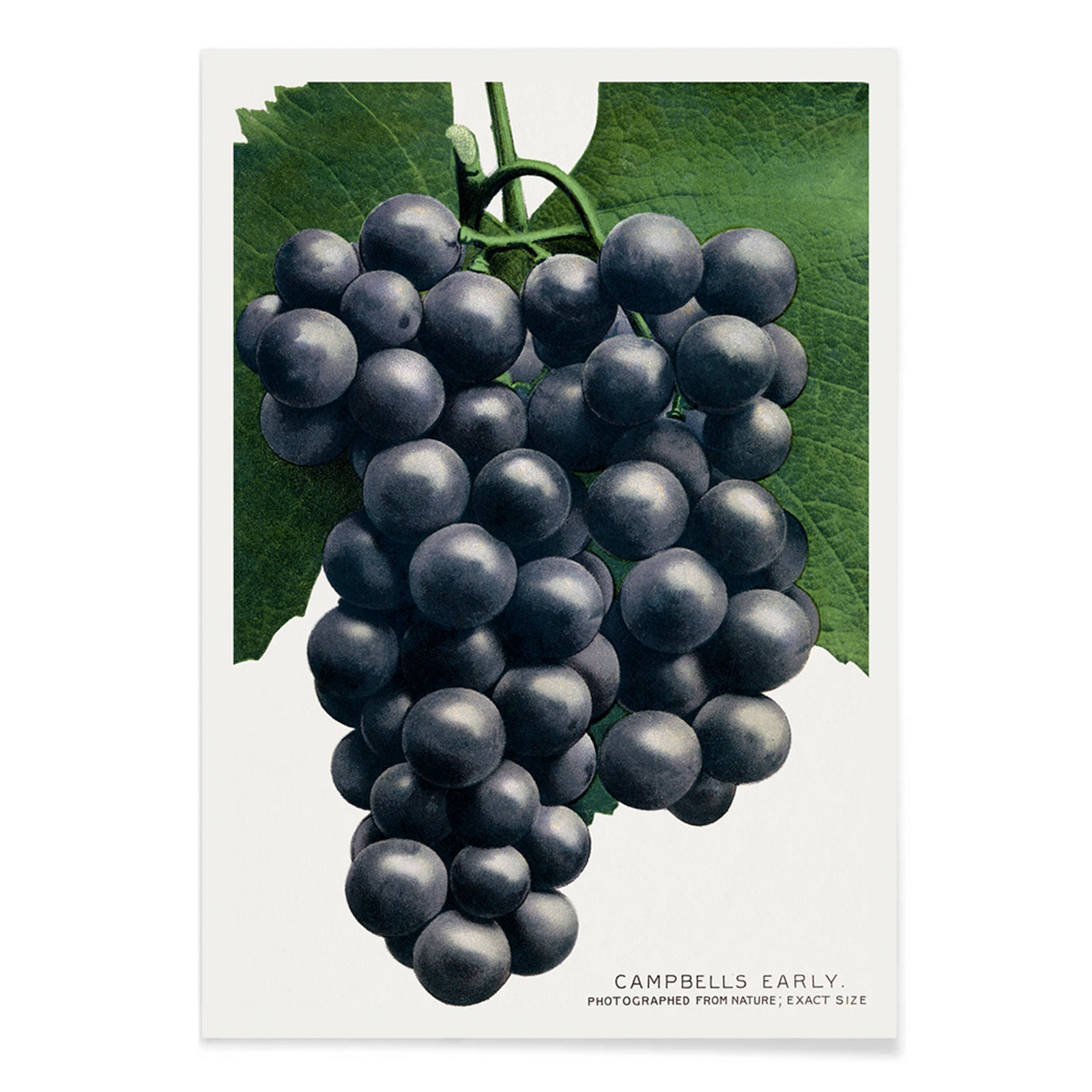 Campbells Early Grape botanical lithograph by Rochester Lithographing and Printing Company showing a detailed cluster of dark grapes with green leaves, with black aluminium frame on white background