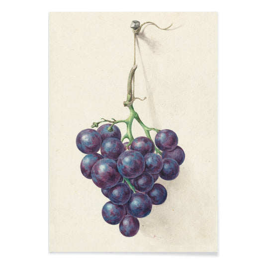 Realistic painting and poster of a bunch of blue grapes on a vine by Jean Bernard with light background, with black aluminium frame on white background