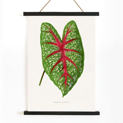 Green Caladium Chantini poster from Les Plantes a Feuillage Colore illustrated by Benjamin Fawsett showing vibrant green leaf with red veins, with wooden magnetic frame on white background
