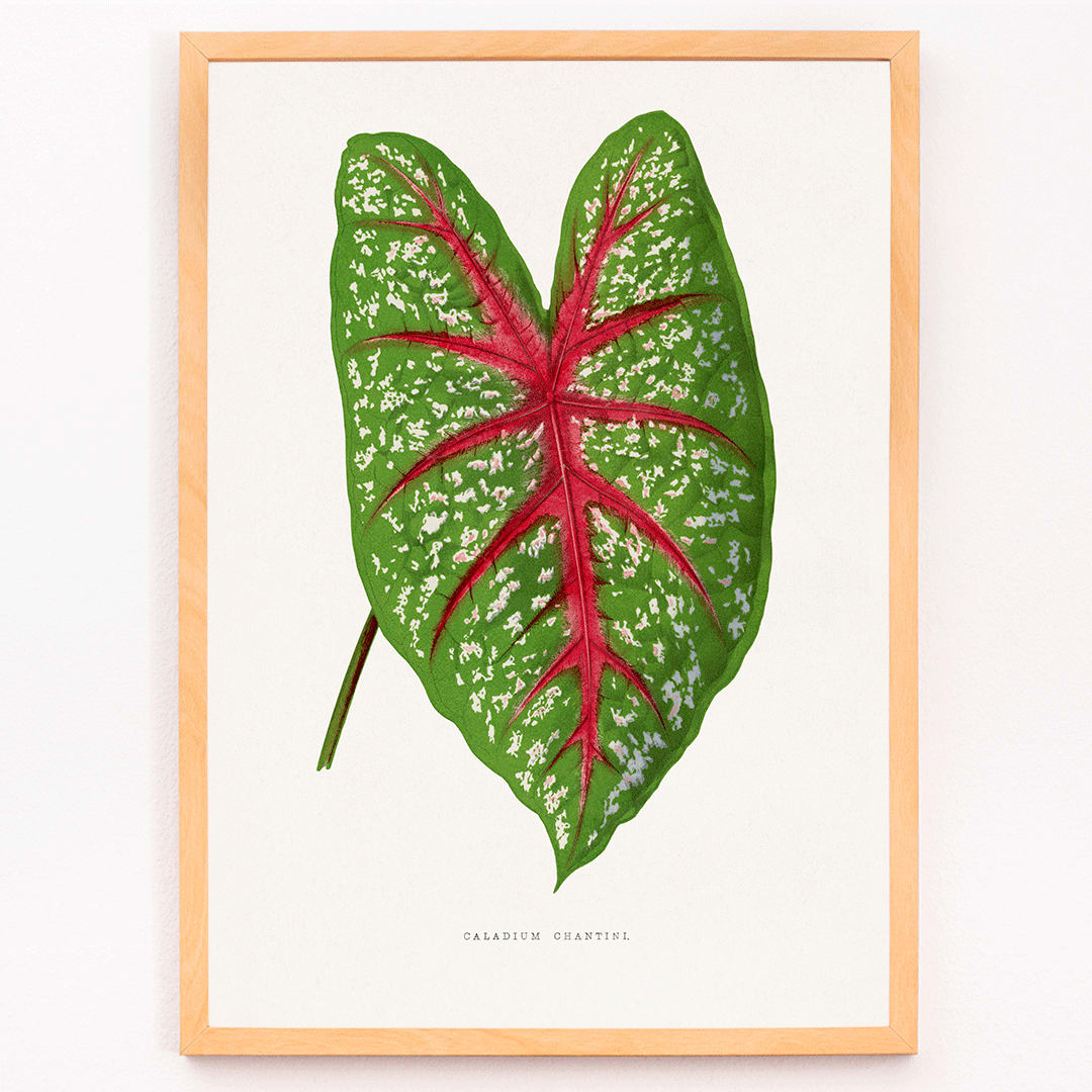 Green Caladium Chantini poster from Les Plantes a Feuillage Colore illustrated by Benjamin Fawsett showing vibrant green leaf with red veins, framed and displayed in modern living room decor