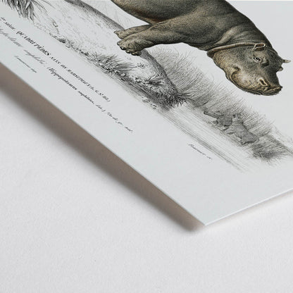 Closeup detail of Detailed illustration of a hippopotamus in its natural habitat by Charles Dessalines D Orbigny titled Hippopotamus Hippopotame Amphibie poster