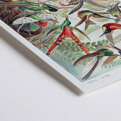 Closeup detail of Colorful hummingbirds in nature and lush jungle artwork Trochilidae Kolibris poster by Ernst Haeckel from Kunstformen der Natur