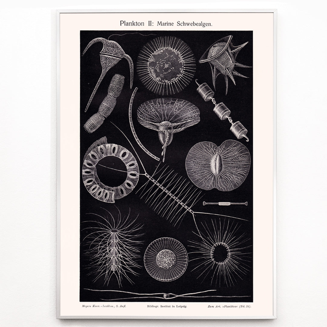 Closeup detail of Detailed scientific illustration poster of marine floating algae plankton from Plankton I Marine Floating Algae by Institute of Liepzig
