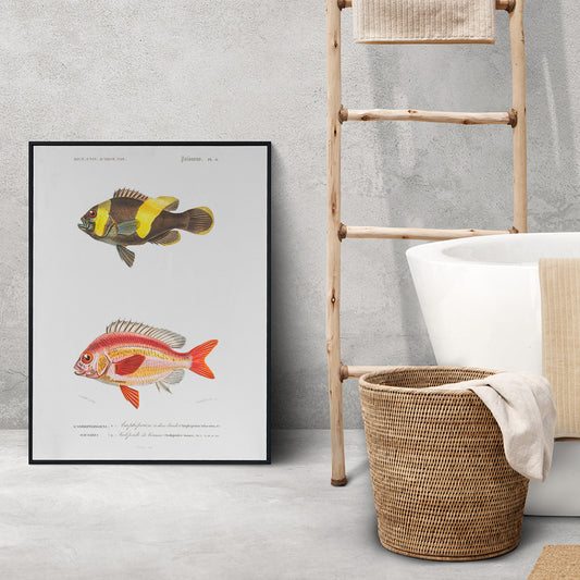 Colorful fish species illustration and poster by Charles Dessalines D Orbigny featuring detailed vibrant artwork of different types of fishes, framed and displayed in home decor
