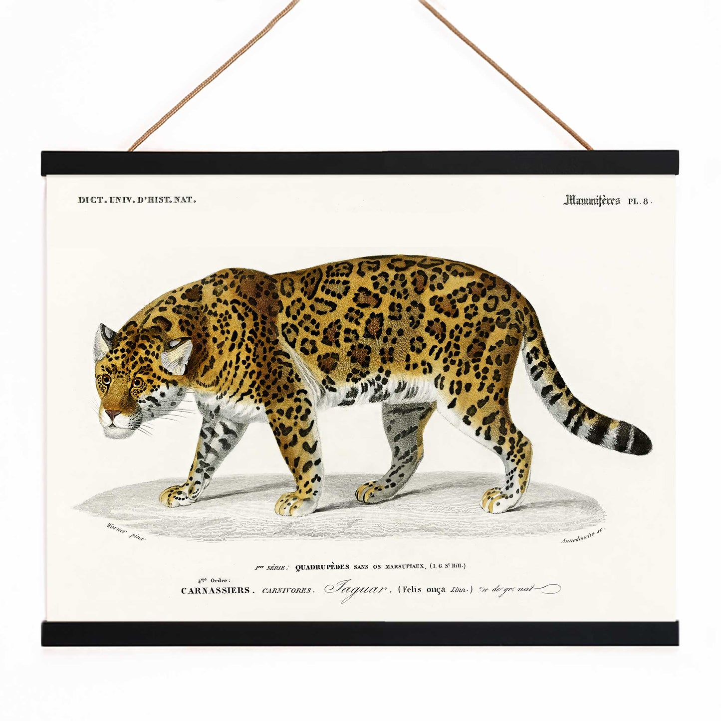 Jaguar Panthera Onca vintage illustration with detailed spots by Charles Dessalines D Orbigny natural history artwork, with wooden magnetic frame on white background