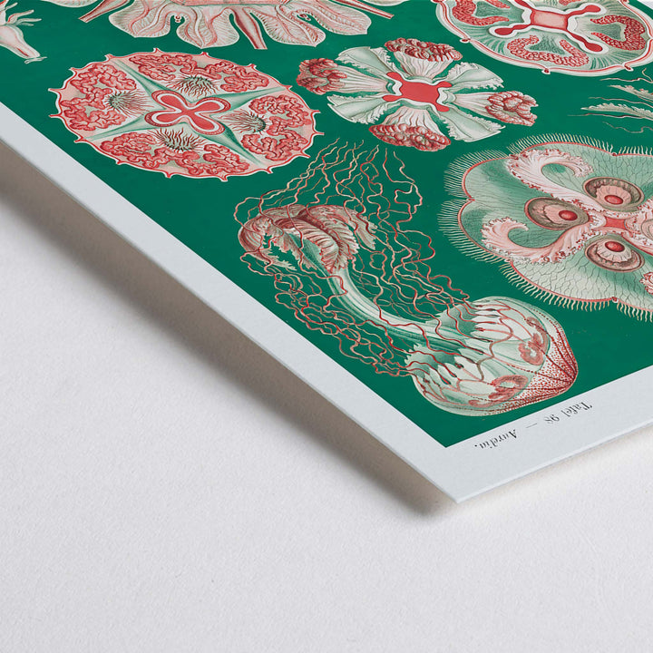 Closeup detail of Colorful jellyfish and marine life illustration and poster featuring Discomedusae Schweibenquallen by Ernst Haeckel Kunstformen der Natur