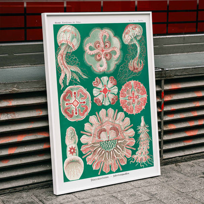 Colorful jellyfish and marine life illustration and poster featuring Discomedusae Schweibenquallen by Ernst Haeckel Kunstformen der Natur, framed and displayed in modern living room decor