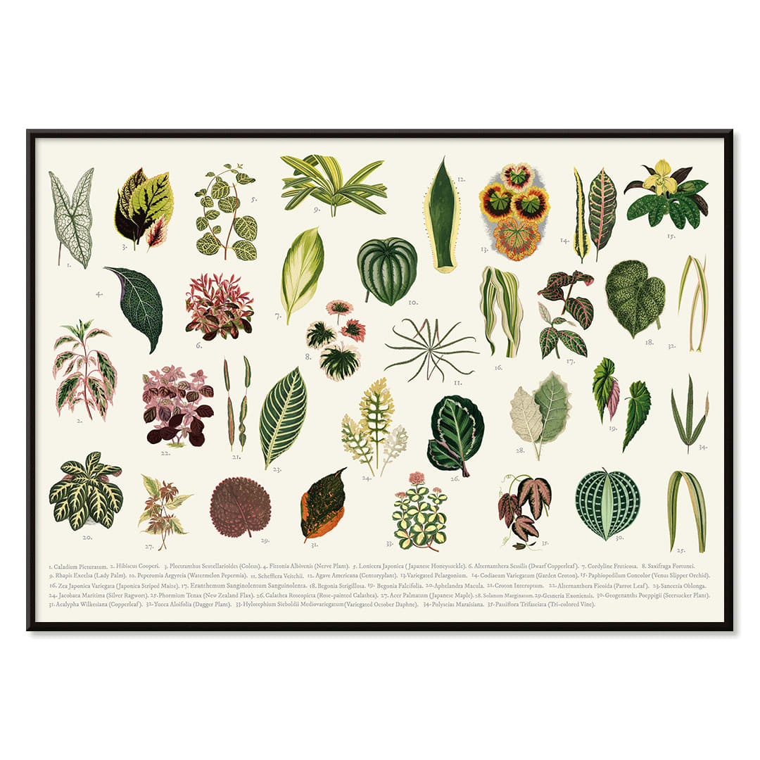 Botanical illustration poster of various leaves titled Collection of Leaves by artist Shirley Hibberd, with black aluminium frame on white background