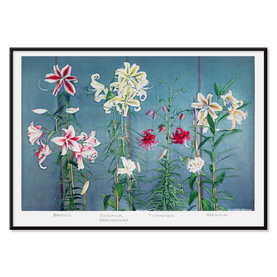 Colorful lilies on blue background hand-colored collotype and vibrant lily poster by Kazumasa Ogawa from Some Japanese Flowers, with black aluminium frame on white background