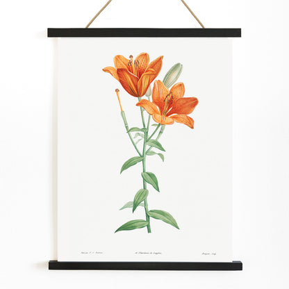 Orange bulbous lily botanical illustration poster from La botanique de J J Rousseau by Pierre Joseph Redoute, with wooden magnetic frame on white background