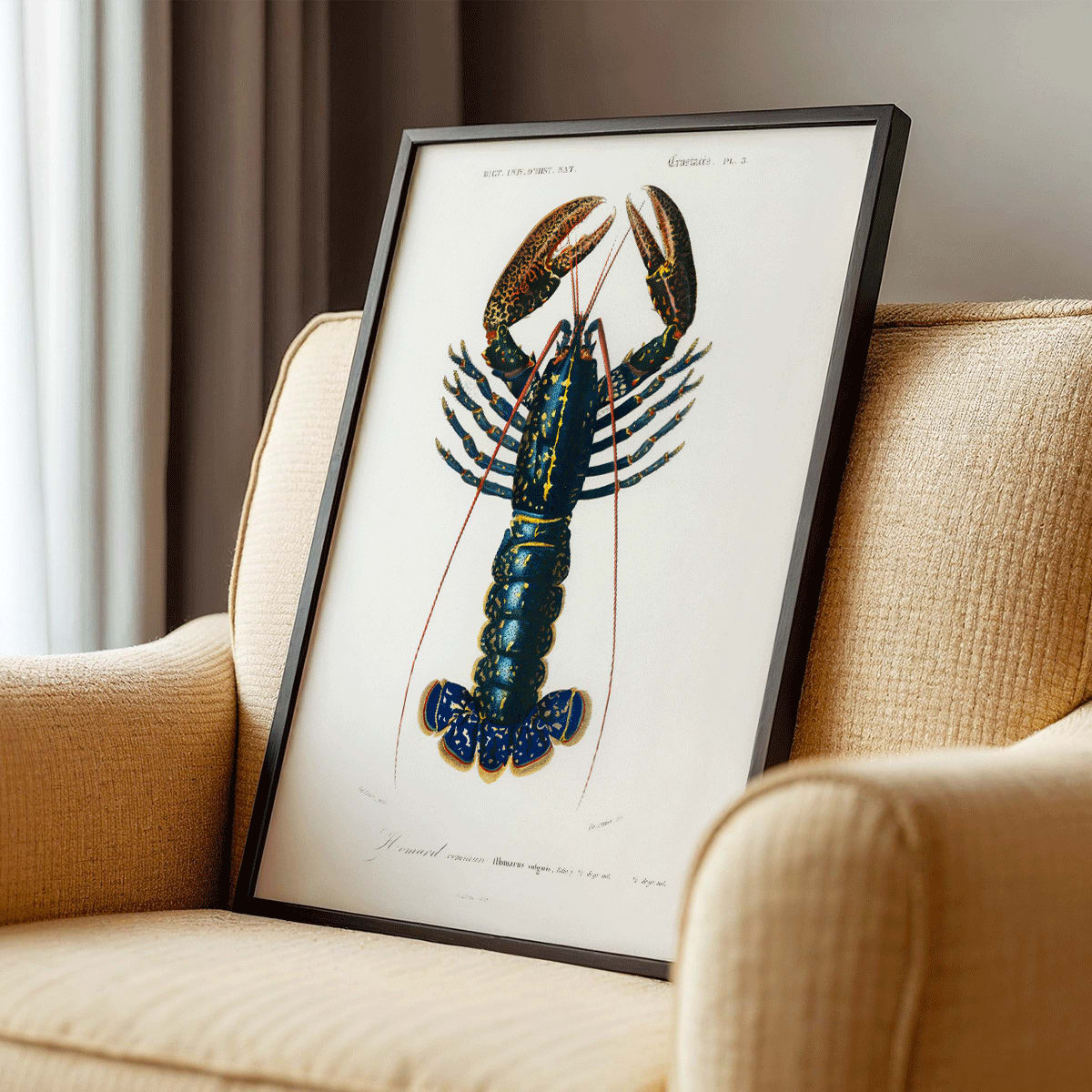 Crimson Crawfish Palemon Ornatum scientific marine life illustration by Charles Dessalines D Orbigny poster artwork, framed and displayed in modern living room decor
