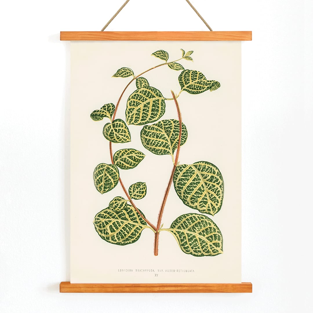 Botanical illustration poster of Lonicera Brachypoda by Shirley Hibberd featuring green and yellow variegated leaves, with wooden magnetic frame on white background