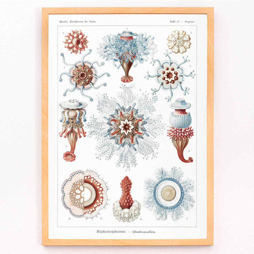 Closeup detail of Colorful Siphonophorae jellyfish illustration by Ernst Haeckel scientific poster artwork