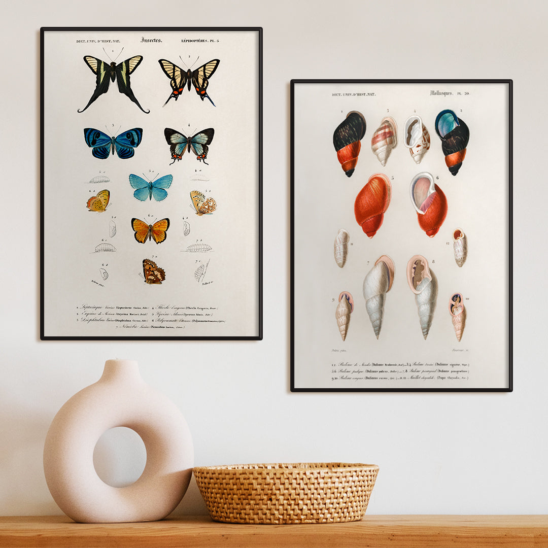 Colorful mollusk shells poster natural history artwork by Charles Dessalines D Orbigny showing different types of mollusks, framed and displayed in home decor