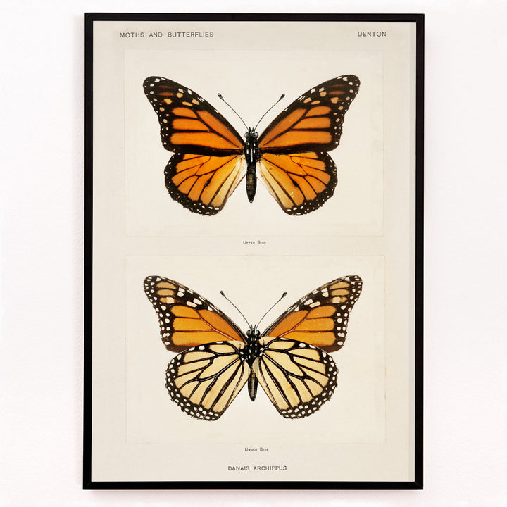 Closeup detail of Monarch Butterfly Danais Archippus vintage illustration and detailed poster from Moths and Butterflies of the United States by Sherman F Denton