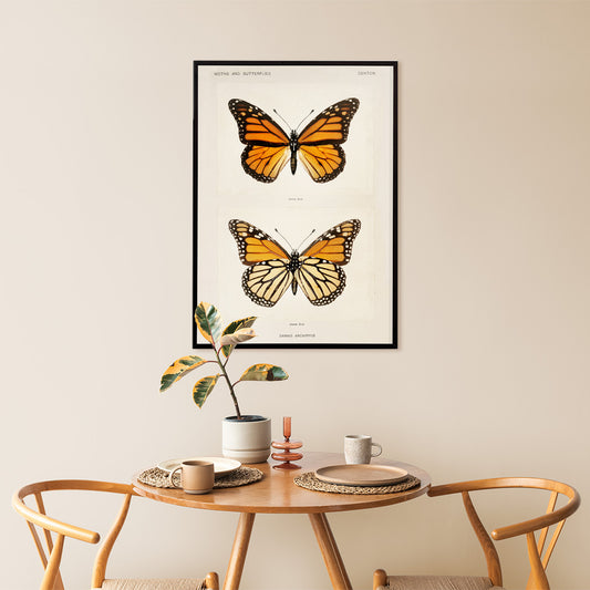 Monarch Butterfly Danais Archippus vintage illustration and detailed poster from Moths and Butterflies of the United States by Sherman F Denton, framed and displayed in home decor
