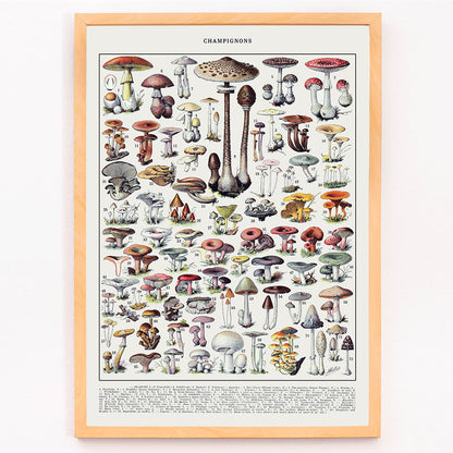 Mushrooms colour plate 2 by Editions Larousse featuring various mushroom illustrations and species, framed and displayed in modern living room decor