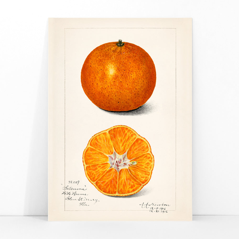 Botanical illustration and poster of Orange Citrus Sinensis by Amanda Almira Newton showing whole and sliced orange fruit and cross section artwork, framed and displayed in modern living room decor