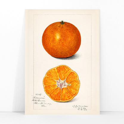 Botanical illustration and poster of Orange Citrus Sinensis by Amanda Almira Newton showing whole and sliced orange fruit and cross section artwork, framed and displayed in modern living room decor