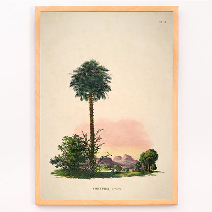 Closeup detail of Botanical illustration and poster of Corypha cerifera palm tree by Carl Friedrich Philipp von Martius from Historia Naturalis Palmarum
