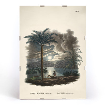 Tropical landscape with palm trees and river at sunset with canoe by Carl Friedrich Philipp von Martius from Historia Naturalis Palmarum Bactris acanthocarpa, framed and displayed in modern living room decor