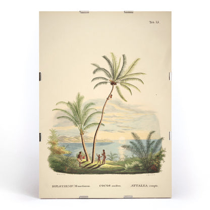 Attalea compta palm trees with people by Carl Friedrich Philipp von Martius tropical illustration and poster for wall decor, framed and displayed in modern living room decor