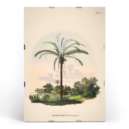 Astrocaryum Murumuru palm tree illustration and landscape poster by Carl Friedrich Philipp von Martius from Historia Naturalis Palmarum, framed and displayed in modern living room decor