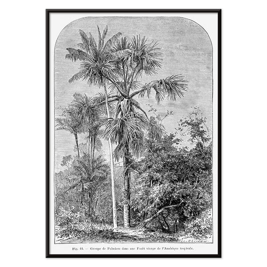 Palm trees in tropical forest illustration poster by Oswald de Kerchove de Denterghem Les Palmiers Histoire Iconographique, with black aluminium frame on white background