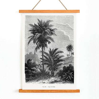 Black and white illustration of palm trees by Oswald de Kerchove de Denterghem from Les Palmiers Histoire Iconographique poster, with wooden magnetic frame on white background