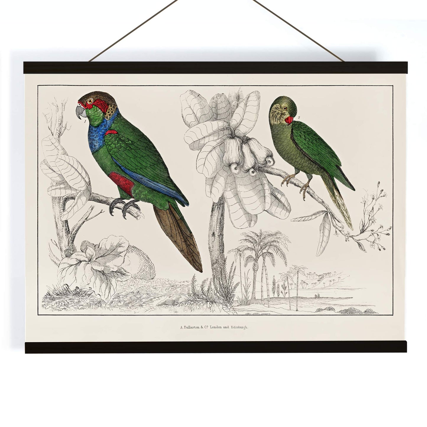 Colorful parakeets perched on branches illustrated by Oliver Goldsmith from The History of the Earth and Animated Nature poster, with wooden magnetic frame on white background