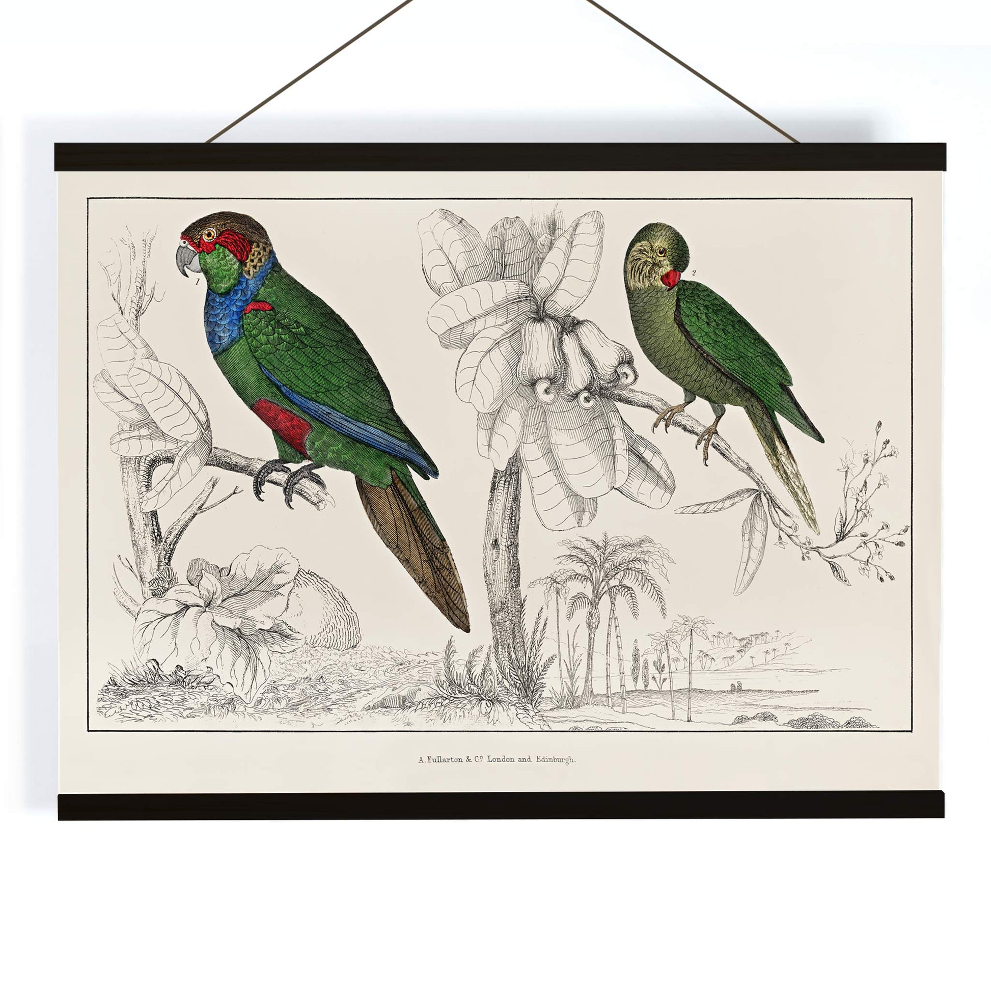 Colorful parakeets perched on branches illustrated by Oliver Goldsmith from The History of the Earth and Animated Nature poster, with wooden magnetic frame on white background