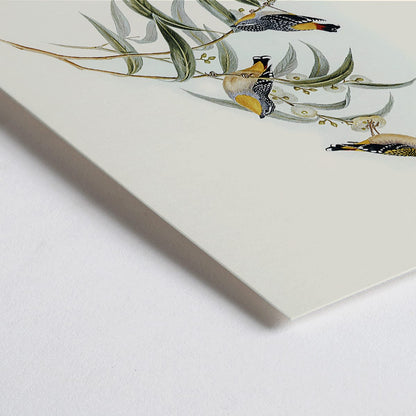 Closeup detail of Yellow-rumped Pardalote Pardalotus Xanthopygius artwork featuring three colorful birds perched on eucalyptus branches poster illustration