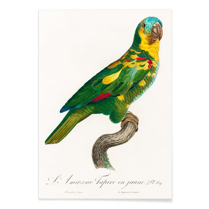 Turquoise Fronted Amazon Amazona aestiva illustration and poster by Francois Levaillant featuring a colorful parrot perched on a branch from Natural History of Parrots, with black aluminium frame on white background