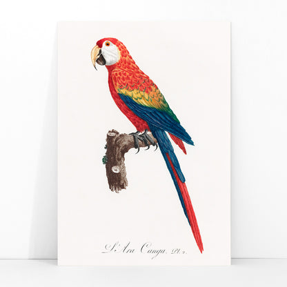 Colorful parrot Ara Canga illustration by Francois Levaillant perched on branch from Natural History of Parrots poster, framed and displayed in modern living room decor