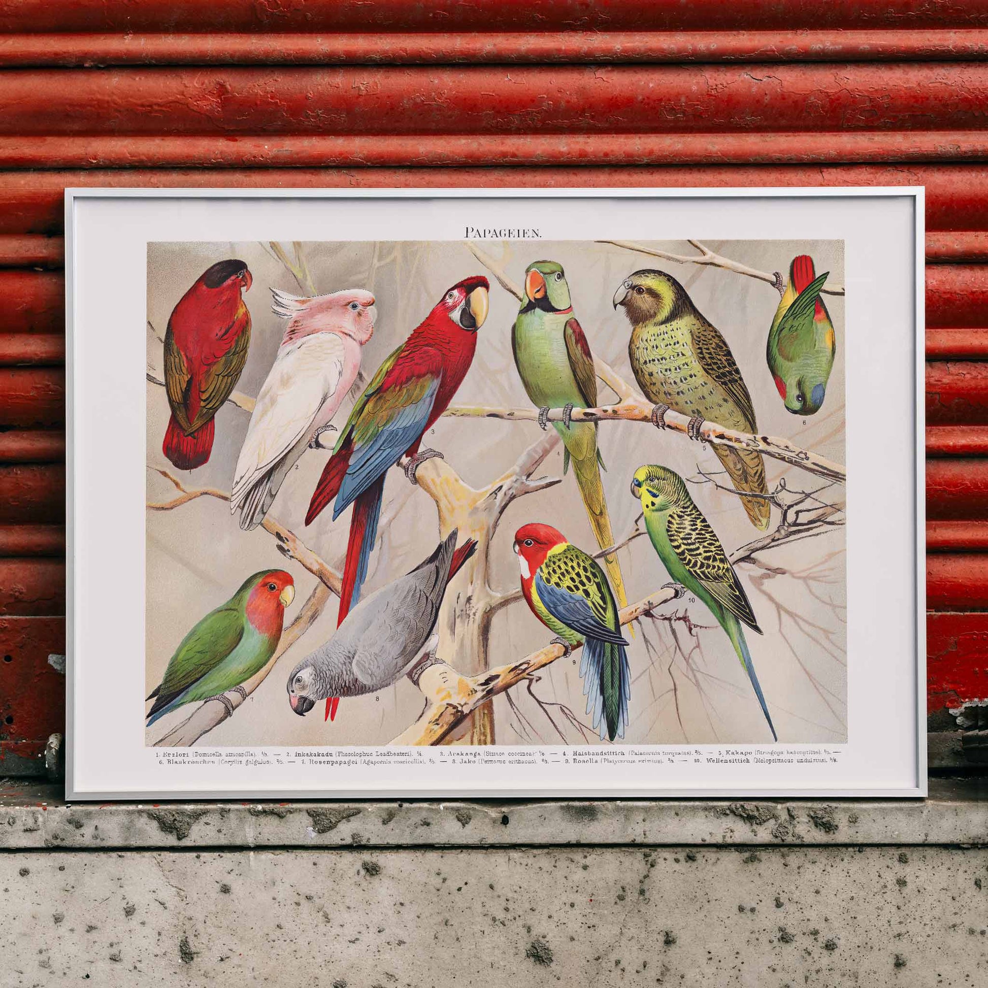 Colorful parrots perched on branches Papagein I artwork by Institut of Leipzig vintage illustration poster, framed and displayed in home decor