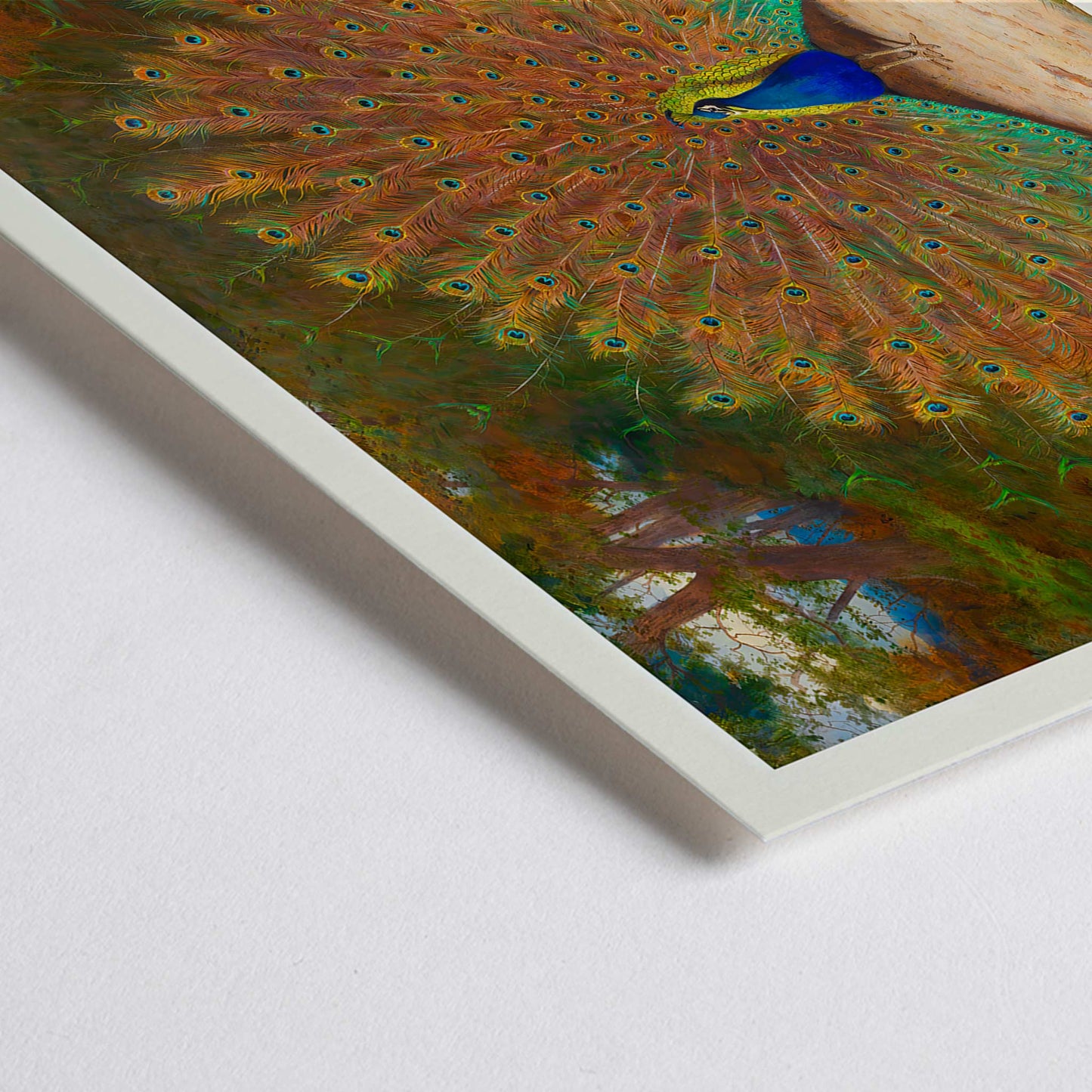 Closeup detail of Colorful peacock with open feathers and butterfly in garden art poster vibrant tail feathers natural setting artwork Peacock And Peacock Butterfly by Archibald Thorburn