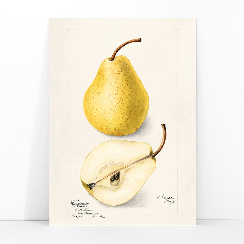 Botanical art of whole and sliced pears Pyrus Communis by Bertha Heiges for wall decor or kitchen illustration, framed and displayed in modern living room decor
