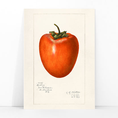 Vintage persimmon illustration by Amanda Almira Newton detailed botanical drawing and poster with botanical art style on white background, framed and displayed in modern living room decor