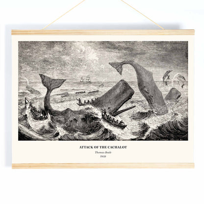Sperm whale and cachalot attacking fishing boats illustration from The Natural History of the Sperm Whale by Thomas Beale, with wooden magnetic frame on white background